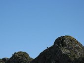 07-Camoscio,sul profilo del P.zo del Vallone
